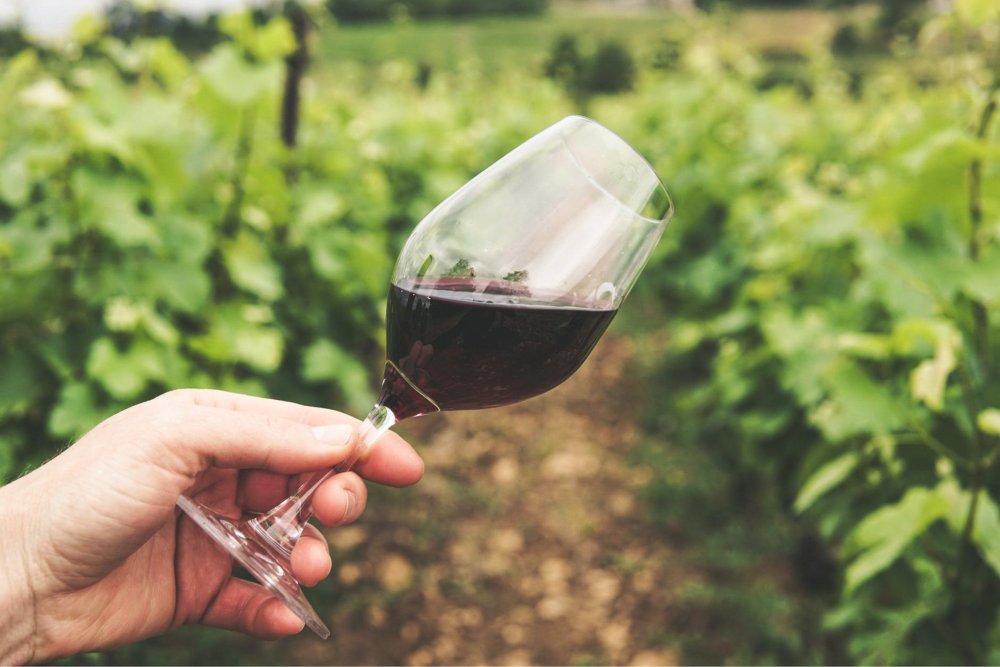 How to Taste Wine – Amps Mini Guide