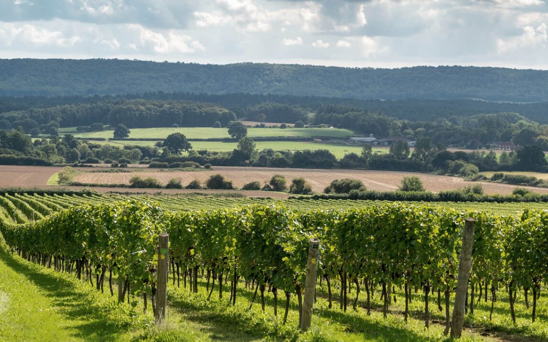 Meet the producer: Nyetimber