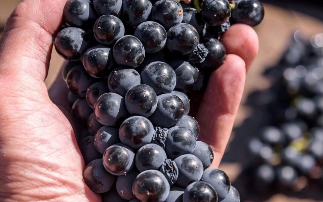World Malbec Day