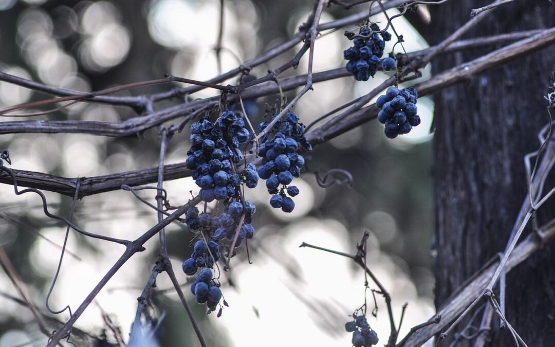 Germany: Not Just Riesling