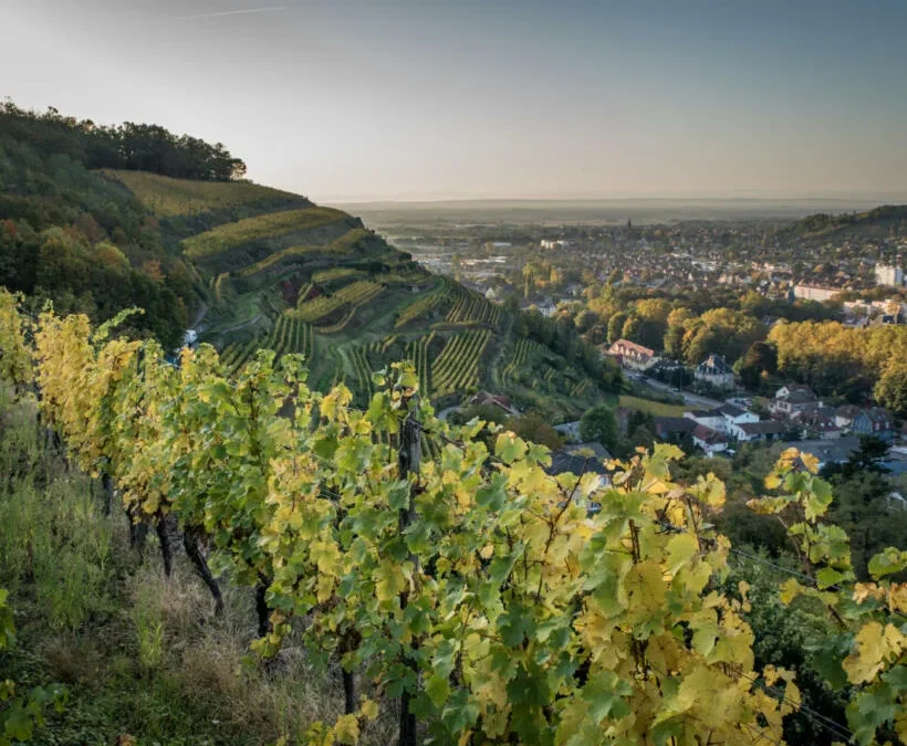 Discover Alsace
