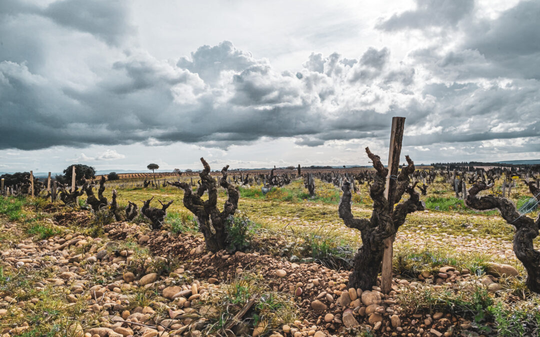 Châteauneuf-du-Pape Masterclass